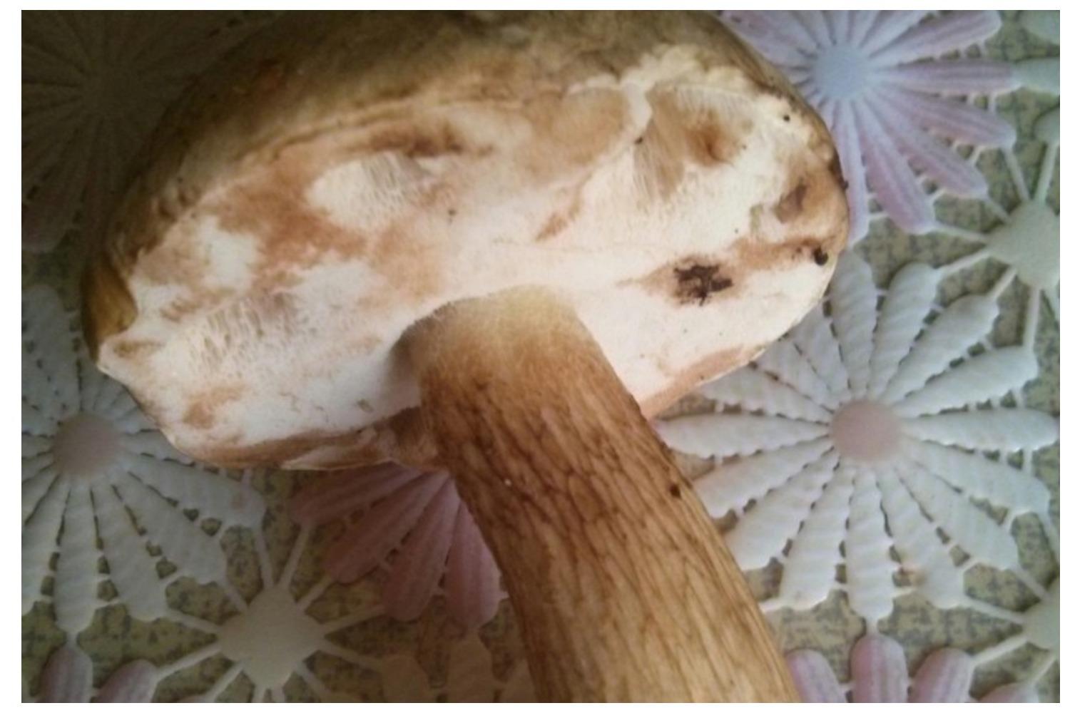 Фото В Новосибирской области обнаружили гриб горчак 2